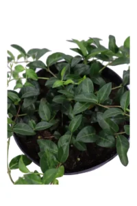 Vinca Minor v17 egarden.store online
