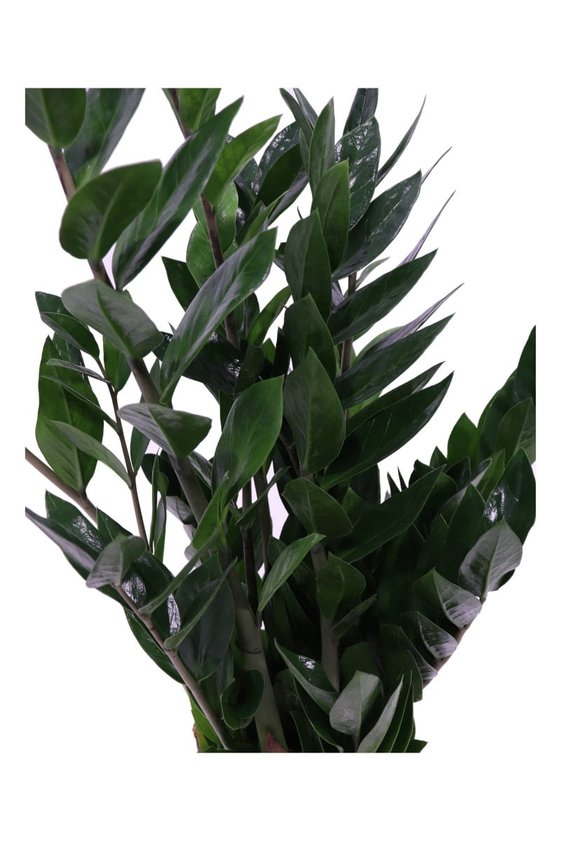 Zamioculcas Zamilifolia v17 egarden.store online