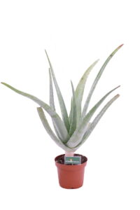 aloe barbadiensis v12 egarden.store 1_1 aloe barbadiensis online