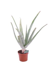 aloe barbadiensis v12 egarden.store 2_2 Aloe Vera Barbadensis - Età 2 Anni