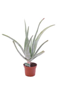 aloe barbadiensis v12 egarden.store 3_3 Aloe Vera Barbadensis - Età 2 Anni