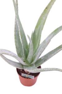 aloe barbadiensis v12 egarden.store 4 Aloe Vera Barbadensis - Età 2 Anni