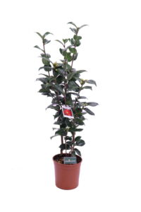 camelia japonica dr burnside online