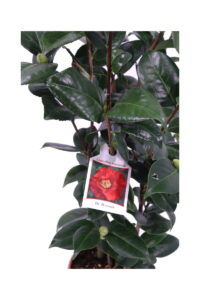 Camelia Japonica - Dr. Burnside - In Offerta
