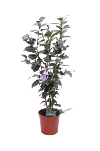 camelia japonica nuccios jem online