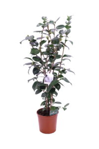 Camelia Japonica - Nuccio's Gem - In Offerta