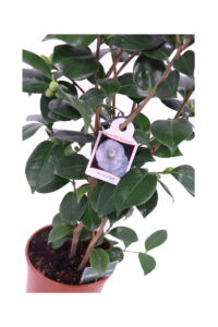 camelia japonica nuccios jem online