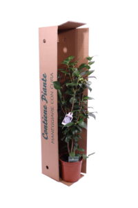 Camelia Japonica - Nuccio's Gem - In Offerta