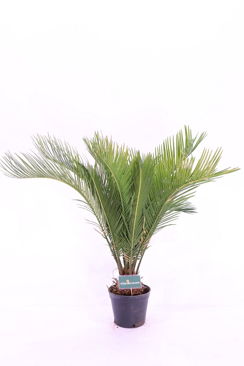 Vendita Pianta Cycas Revolutia- Piante Da Cespuglio| Mondo Piante