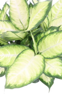 Dieffenbachia Camilla - In Offerta