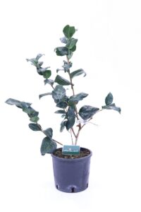 Camelia Japonica - Francesco Ferrucci