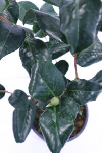 Camelia Japonica - Francesco Ferrucci