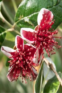 feijoa fiore online