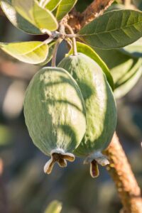 feijoa frutto online