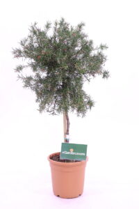 Grevillea Juniperina - Alberello