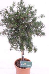 Grevillea Juniperina - Alberello