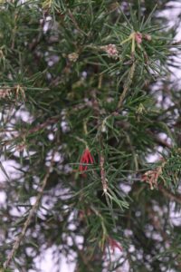 Grevillea Juniperina - Alberello