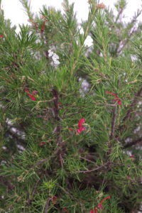grevillea juniperina online