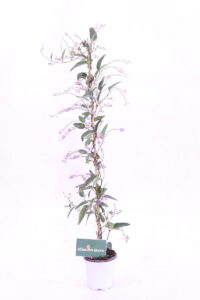 Hardenbergia Violacea