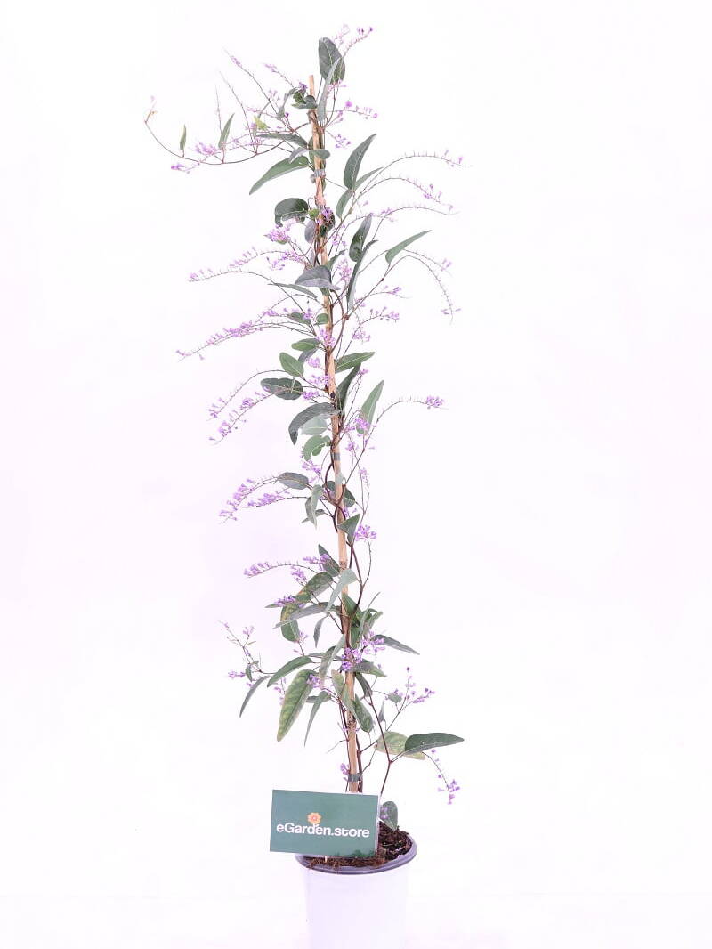 Hardenbergia Violacea