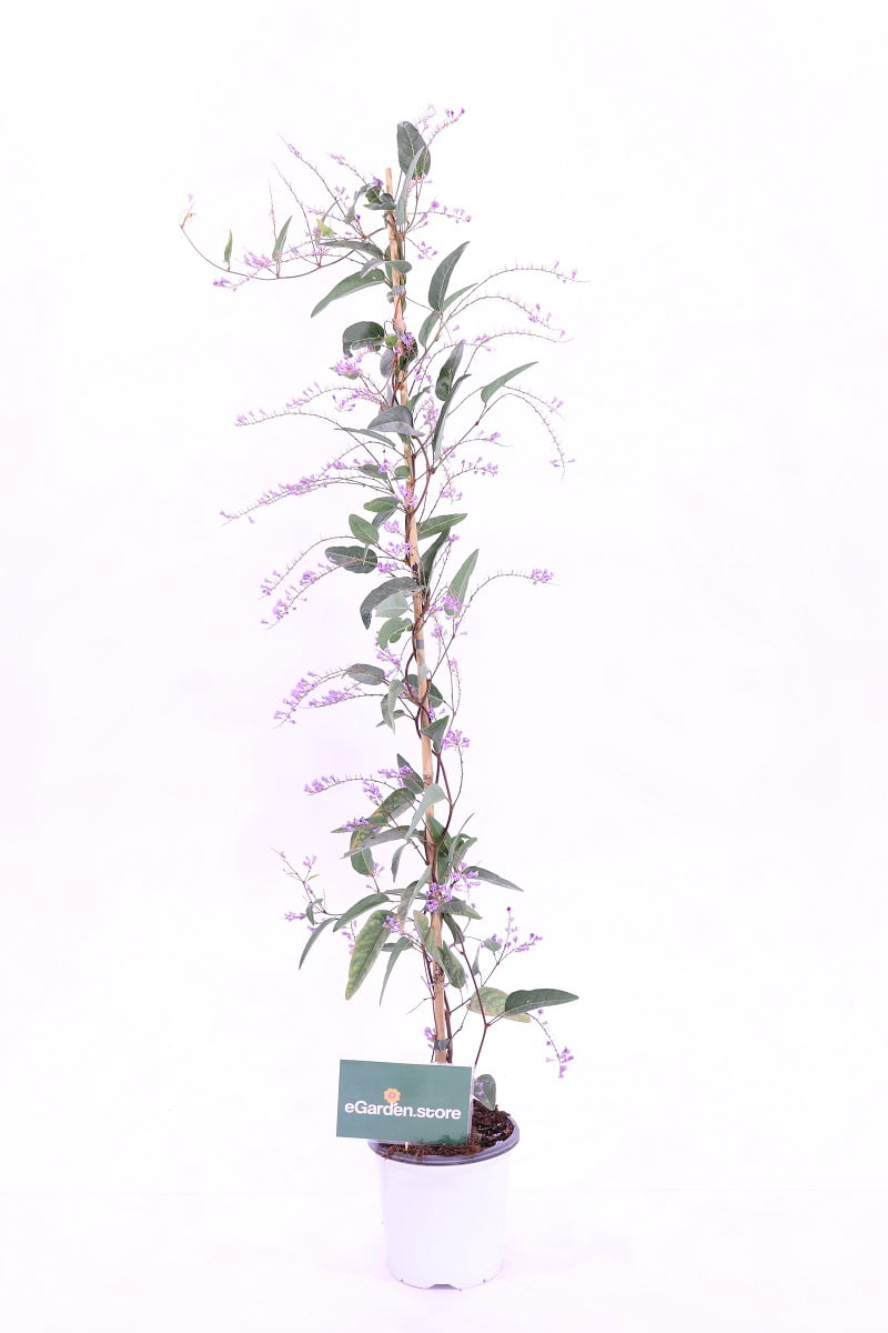 Hardenbergia Violacea