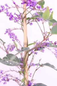 Hardenbergia Violacea