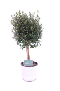 mirto microphylla alberello online