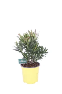 oleandro isola capri v17 egarden. store 1 oleandro isola capri v17 egarden. store online