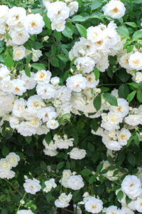 rosa banksiae purezza online