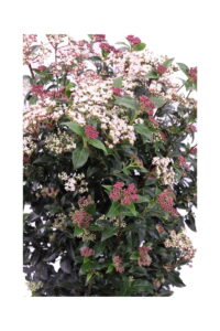 viburno tinus v30 egarden.store