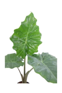 Alocasia Portodora v14 egarden.store online