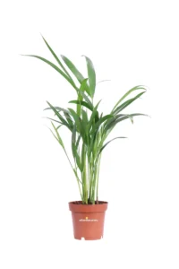 Areca - Dypsis Lutescens v12 egarden.store online