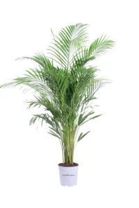 Areca v20 egarden.store online
