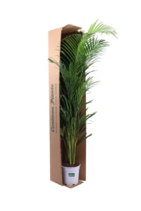 Areca - Dypsis Lutescens - In Offerta