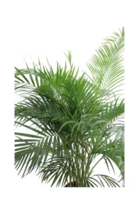 Areca v30 egarden.store online