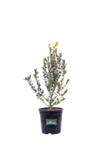 Buxus Microphylla Faulkner v15 egarden.store online