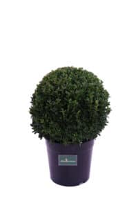 Buxus Sempervirens Palla v24 egarden.store online