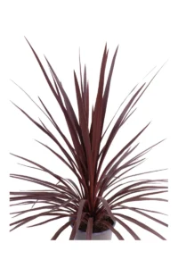 Cordyline Australis Red Star v.17 egarden.store online