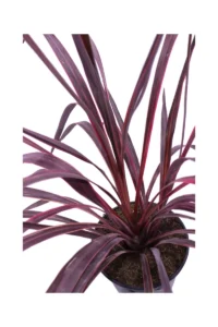 Cordyline Banksii Electric Pink v30 egarden.store online