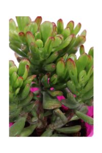 Crassula Ovata Gollum v12 egarden.store online
