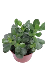 Crassula Ovata v12 egarden.store online