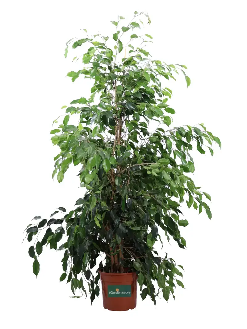 Ficus Benjamin v20 egarden.store online