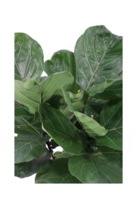 Ficus Lyrata