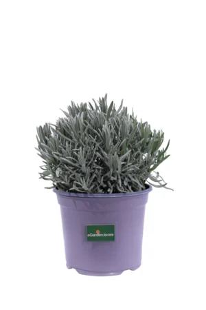 Lavandula Angustifolia v17 egarden.store online