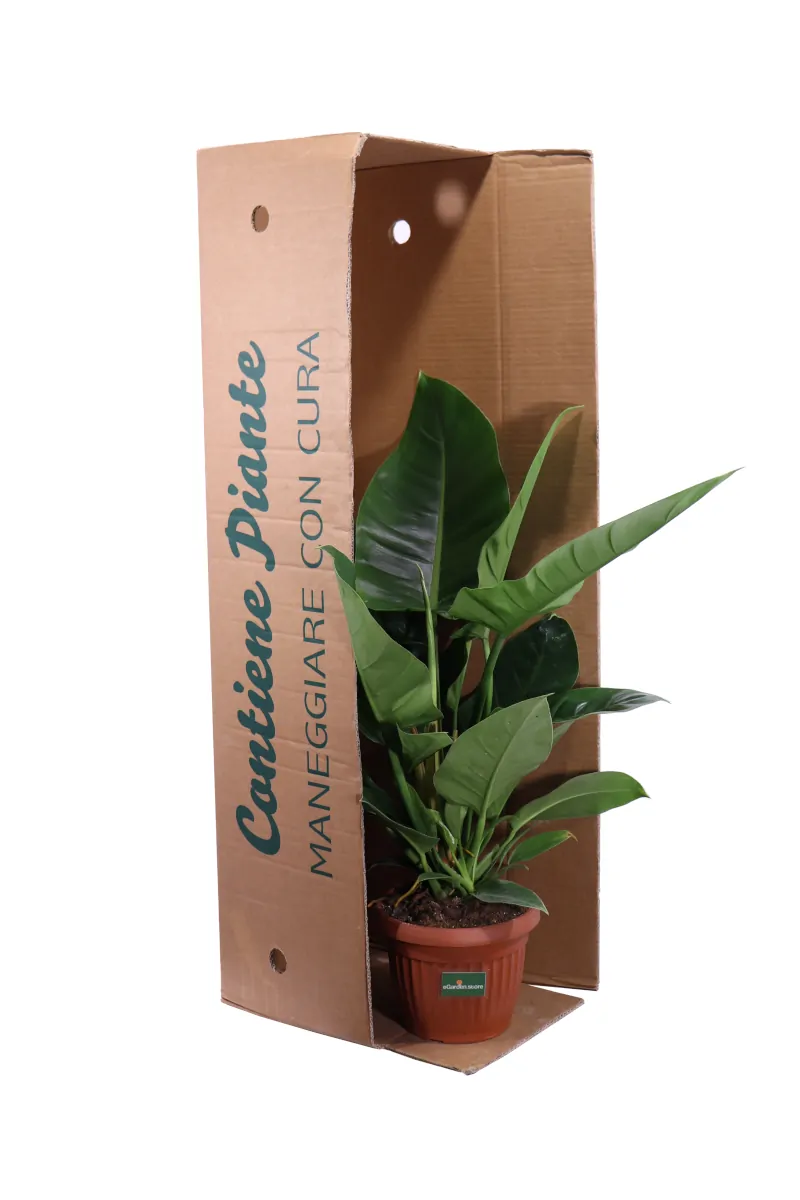 Philodendron Imperial v17 egarden.store online