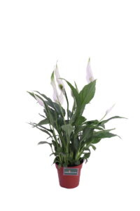 Spatifillo v14 egarden.store online