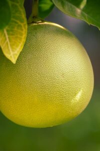 Albero di Pomelo Citrus Maxima