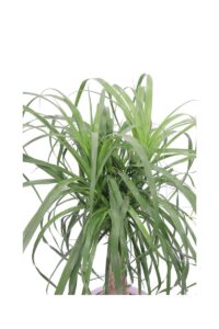 beaucarnea v26 egarden.store online