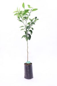 Arancio Valencia - Citrus Sinensis