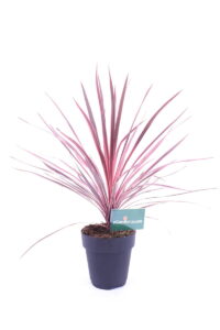 Cordyline Australis Cherry Sensation